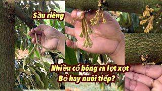 Lâm Đồng sầu riêng ra bông lọt xọt phải lặt bỏ bông tạo mầm lại hay nuôi bông tiếp tục?