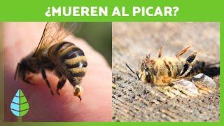 ¿Por qué las ABEJAS MUEREN cuando PICAN?  | Curiosidades de Animales