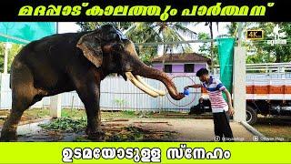 ഉടമസ്ഥനെ സ്നേഹംകൊണ്ട് ഞെട്ടിച്ചുകളഞ്ഞ ആന I Kerala Elephant I Parthasarathy