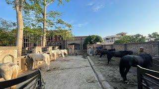 horses of Pakistan Stables in Puran Distric Gujrat