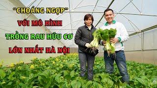 Rau hữu cơ  || Mô hình - kỹ thuật trồng rau hữu cơ thu tiền tỷ mỗi năm