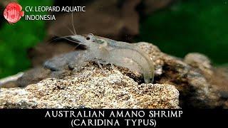 Caridina typus THE AFFECTIONATE AUSTRALIAN AMANO SHRIMP. (Leopard Aquatic X040A)