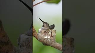 My Hummingbird nest eggs just hatched!!