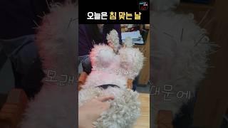 동물병원 앞 강아지 반응(바들바들)