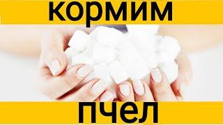 как кормить пчел в зиму, как готовить сироп