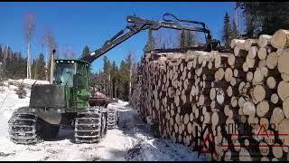 Заготовка леса 2022. Дом из Кедра, Пост Энд Бим. Строительство из бревна большого диаметра