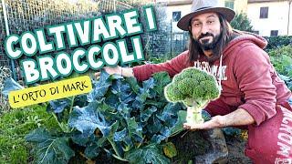 Coltivazione broccoli - dalla semina alla raccolta.