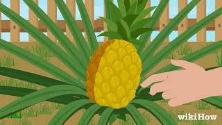 How to Harvest Pineapple