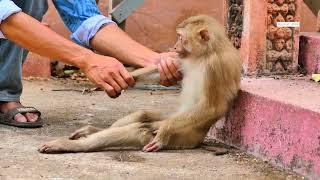 Helping monkey MOKA by stitching muscle to release muscle tightening