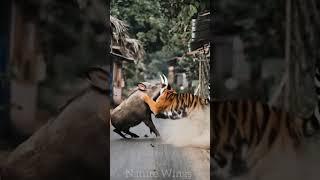 Wild Boar vs Tiger #tiger #wildanimals #naturelovers #nature #animals #animalworld #shortvideo #fyp