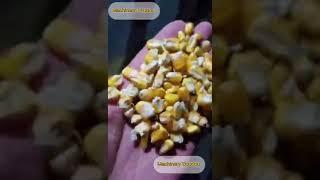 Low price destoner/High quality destoner/ remove stone for corn ,paddy,rice and various grains.