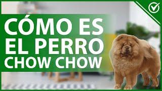  ¿Cómo es el Perro Chow Chow? - Características, Cuidados y Curiosidades 