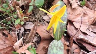 Capital Naturalist: Yellow Troutlily