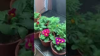 Пищевые цветы на ферме микрозелени дома! Бизнес в комнате!?