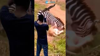 Recorded the fierce fight of lion vs zebra