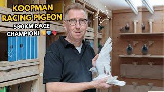 Koopman Racing Pigeons Wins Pattaya Grand Prix 2025: 530km Race Champion! 