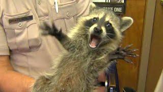 Funniest Raccoons Video Compilation 2021 [CUTE RACCOON]