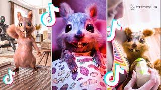 EGOFILM TIKTOK BESTOF - TIKTOK'S MOST FAMOUS SQUIRREL (TikTok Compilation) ️