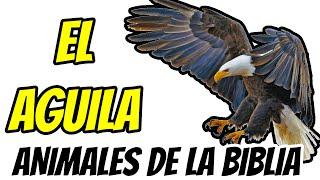 EL AGUILA// ANIMALES DE LA BIBLIA