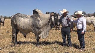 La única raza de ganado reconocida como mexicana: El Sardo Negro