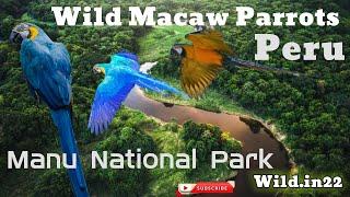 Wild Macaw Parrot: A Wild Adventure in the Rainforest English Documentary | Manu National Park Peru