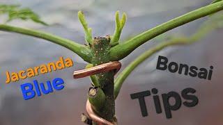 How to Bonsai a Jacaranda Blue with Gizzy