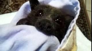 Do The Baby Bats Come Back To Visit  ?️️