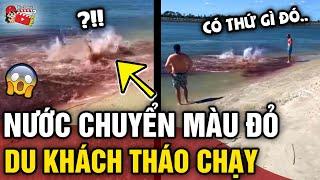 Đang bơi ngoài biển, du khách `CHẠY TÁN LOẠN' khi thấy vùng nước 'CHUYỂN MÀU ĐỎ' | Tin 3 Phút Bí Ẩn