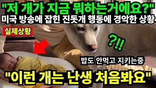 "저 개가 지금 뭐하는거에요?" 미국 방송에 잡힌 진돗개 행동에 경악한 상황 "이런 개는 난생 처음봐요"