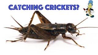 JIMINY CRICKET