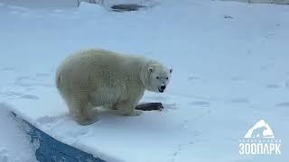 Сюрприз для Сени и Айриши..Челябинский зоопарк...A surprise for Senya and Irisha.. Chelyabinsk Zoo.