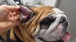 Bulldog Ear Aural Hematoma Dr. Kraemer Vet4Bulldog Bully Specialist