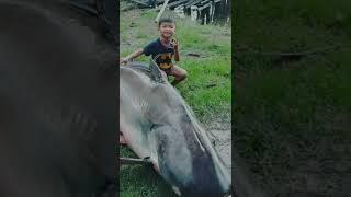 ikan patin terbesar #shorts #ikanpatin