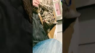 Cat Tricks with Athena YouTube please subscribe and comment what you would like to see Athena do