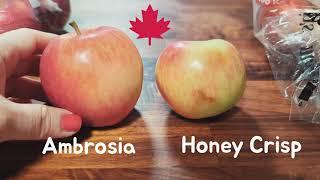 Comparing apples to apples in Canada | Ambrosia v Honeycrisp