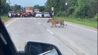 Vaghane Olandla Brahmapuri Nagbhid Highway The tiger crossed the Brahmapuri Nagbhid Highway