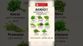 ТОП 8 полезной для здоровья зелени. Для чего употреблять зелень каждый день?