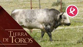 El toro “blanco” que mató a seis de sus hermanos de camada | Tierra de Toros