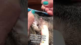 Popping small abscess on cats ear!