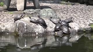 turtles in tokyo