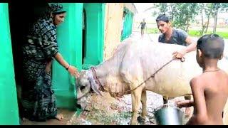 Beautiful Talented Cow in India Village |Bath in Rainy season