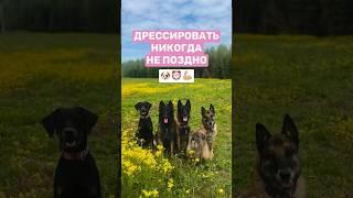 В каком возрасте дрессировать собаку  #собака #собаки #дрессировка #кинолог #животные #воспитание