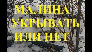 Малина. Нужно ли укрывать на зиму.