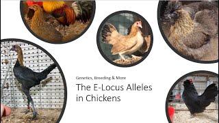 The E-Locus Alleles in Chickens | Genetics, Breeding & More