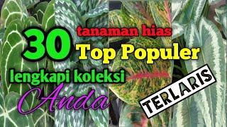 bunga populer dan terlaris