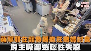 薩摩耶在寵物展瘋狂撒嬌討食　飼主喊卻選擇性失聰