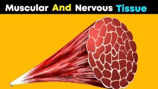 Muscular and nervous tissue (3D Animation)