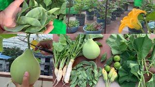 Harvesting Lots Of Organic Fresh Vegetables From Rooftop Terrace Garden