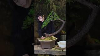 turn pine trees in the forest into bonsai #bonsai #moutainlife