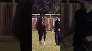 Frankel #horse #frankel